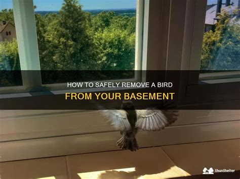 How To Safely Remove A Bird From Your Basement Shunshelter