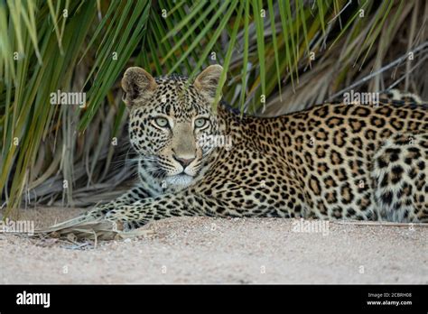 Adult Leopard With Beautiful Green Eyes Lying Down In The Shade Of A