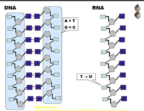 DNA Flashcards Quizlet