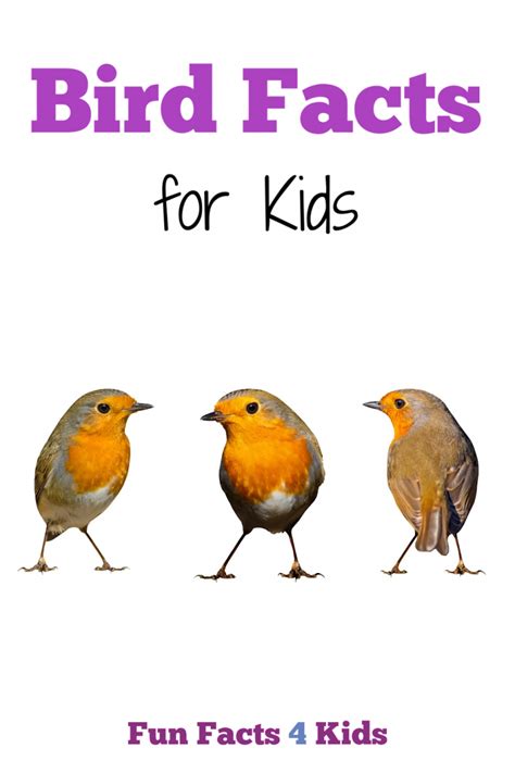 All About Birds Facts For Kids Fun Facts 4 Kids