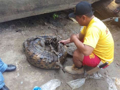 Atrapan A Un Cocodrilo Que Merodeaba En Una Zona Urbana En Puerto Cort S