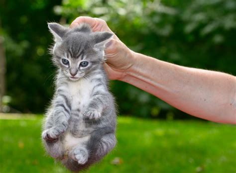 Katze Am Nacken Packen Ein Tabu Im Umgang Mit Katzen