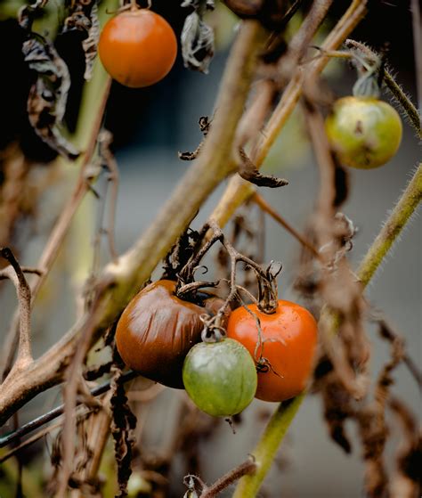 tomato tree  stock photo
