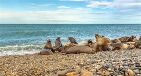 Cuándo viajar a Puerto Madryn Cuándo es la mejor época