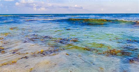 Gua De Praia Muito Nojenta Algas Vermelhas Sargazo Caribe M Xico