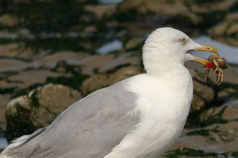 Mouette Rieuse Chroicocephalus Ridibundus Black Headed Gull Et