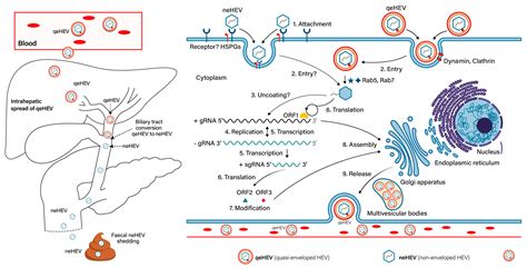 Viruses Free Full Text Discovery Of Hepatitis E And Its Impact On