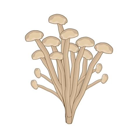 Illustration Of Enoki Mushroom 51063917 Vector Art At Vecteezy