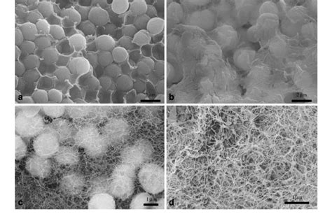 Cryo SEM Images Illustrating Three Dimensional Architecture Of Biofilm