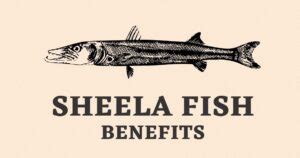 Sheela Fish in English | Sheela Fish Benefits | Barracuda – The Global ...