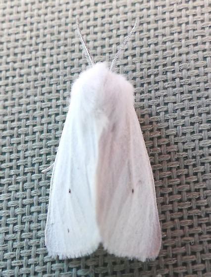 Spilosoma Virginica Bugguide Net