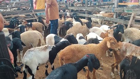 FEIRA DE BODE E PORCO DE CARUARU PE TERÇA FEIRA 12 03 24 nordeste