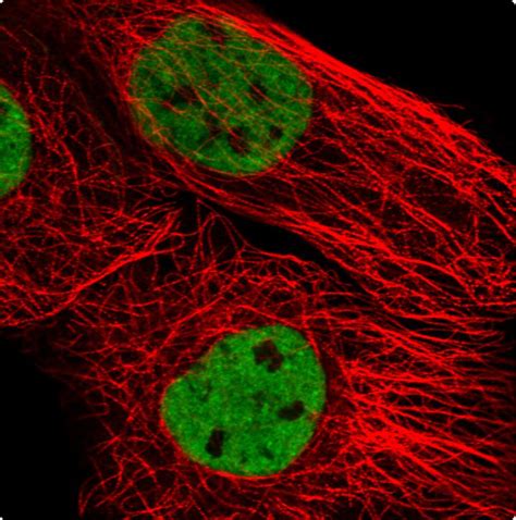 Easyprobes™ Ready To Use Cell Imaging Reagents Abp Biosciences