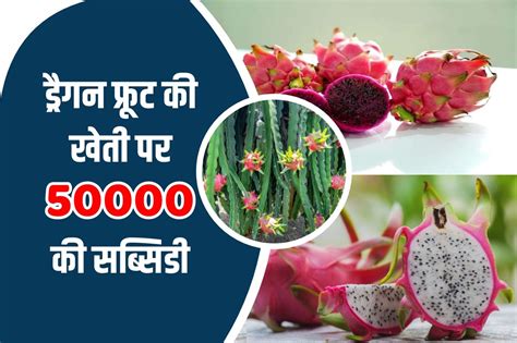 Dragon Fruit Farming ड्रैगन फ्रूट की खेती पर मिल रही 50000 की सब्सिडी