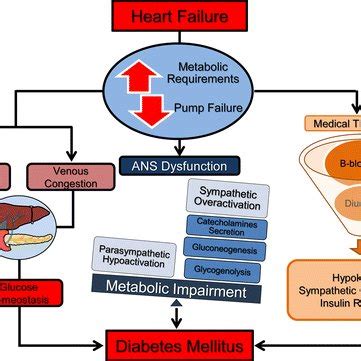 Pathophysiological mechanisms linking heart failure to diabetes... | Download Scientific Diagram