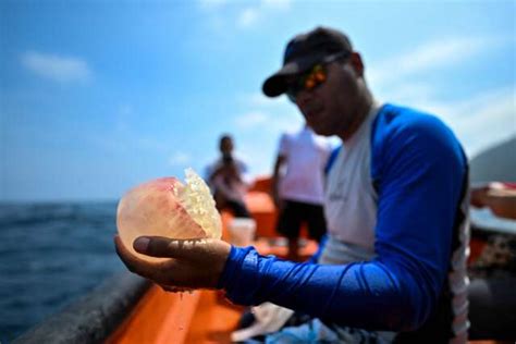 Alerte sur la pêche et le tourisme au Venezuela après une invasion de