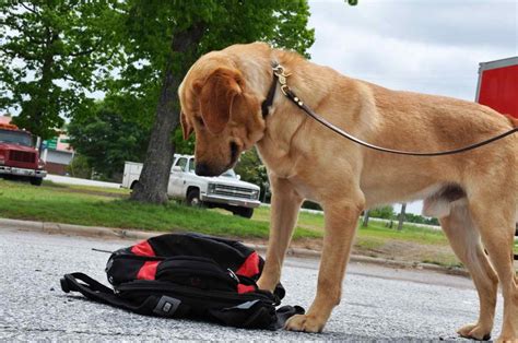 Labrador Police Dog | PETSIDI