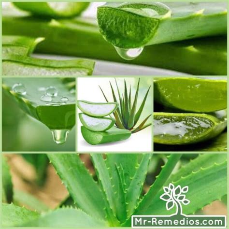 Aloe Vera Propiedades Beneficios Y Efectos Secundarios