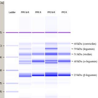 Representative Protein Profiles For Faba Bean Protein Rich Flour Fpr