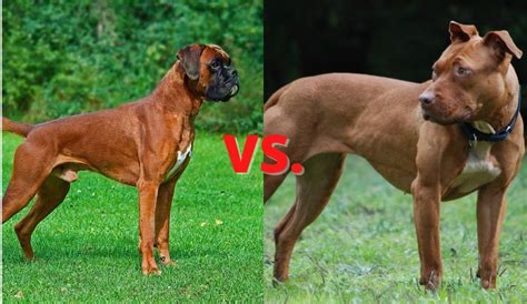 Boxer Vs American Pit Bull Terrier Whats The Difference