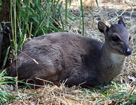 ZEBRA DUIKER LIFE EXPECTANCY