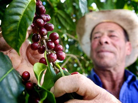 Costa Rica Familia Monge – Reframe Coffee Roasters
