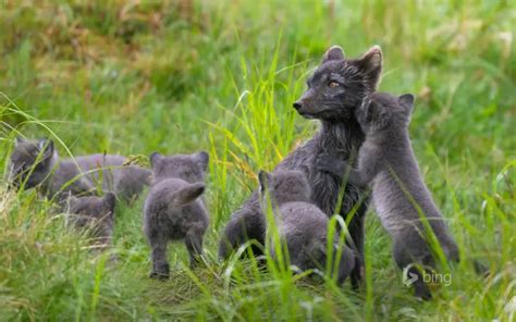 Arctic Fox - Facts, Diet, Habitat & Pictures on Animalia.bio
