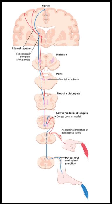 Dorsal Column Medial Lemniscal System Diagram Quizlet