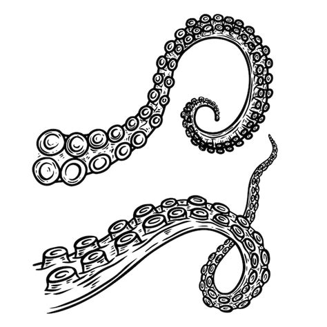 Premium Vector Set Of Octopus Squid Tentacles In Engraving Style