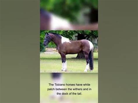 What is a Tobiano horse? One of the most beautiful horse color pattern ...