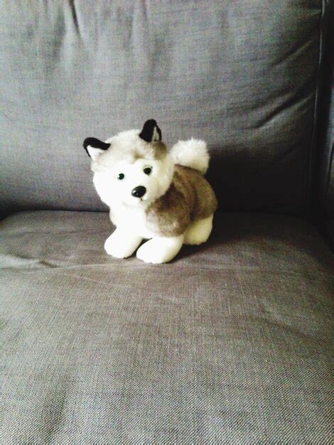 Premium Photo Toy Dog
