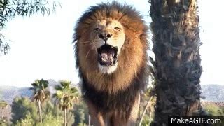 Amazing Lion Roar up close! on Make a GIF