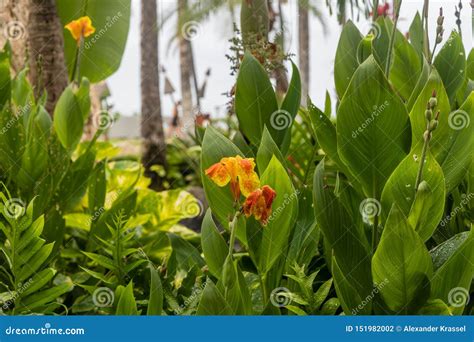 Beautiful Bright Orange Irises Wet Under The Rain On Oahu Stock Photo