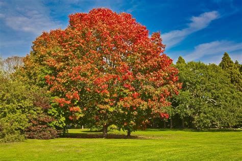 Maple Tree In The Autumn Connecticut Stock Image Image Of Landscape