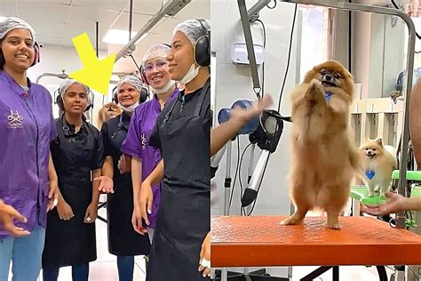 Cachorro Lulu da Pomerânia Dança as Funcionárias de Pet Shop e o