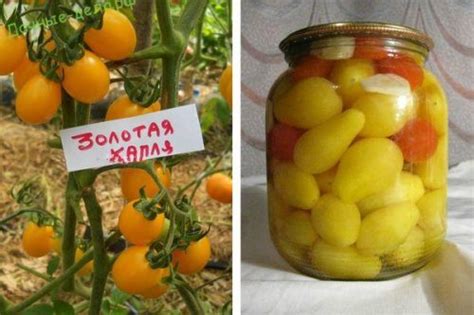 Томат Золотая капля: характеристика и описание сорта, особенности ...
