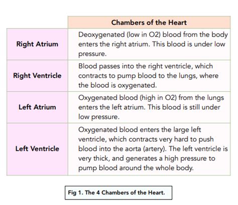 Parts Of The Heart And Their Functions