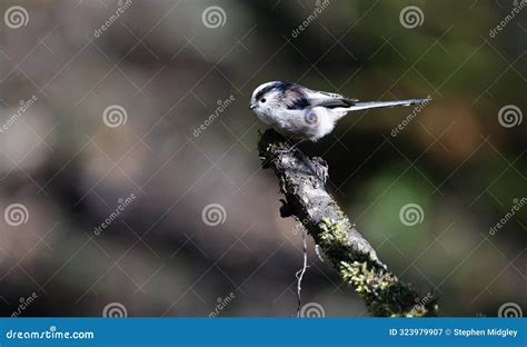 Long Tailed Tits Down In The Woods Stock Image Image Of Beak Gulls