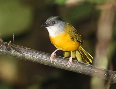 Grey Headed Tanager Eucometis Penicillata Buckham Birding