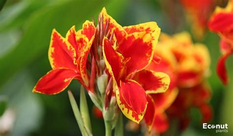 Perfectly Guidance For The How To Grow And Care Canna Lily