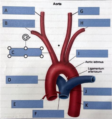 Branches Of The Aorta Diagram Quizlet