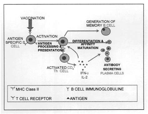 Visualizing Concepts Of The Immunological Mechanism Of Soluble Antigen