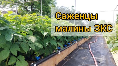 Саженцы малины ЗКС готовы к продаже - YouTube