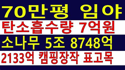 2차선접 70만평 대형임야 큰임야 숲가치5조1000억원 탄소흡수량7억원 좋은 숲으로 돈 버는 시대~ 땅과함께새희망을경매임야