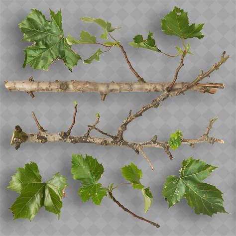 Premium PSD Sycamore Branches With Large Broad Leaves And Sturdy