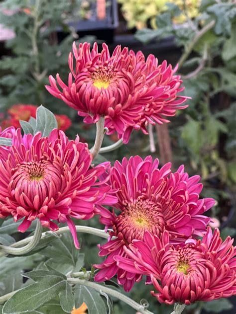 How To Grow Heirloom Chrysanthemums Sublime Gardens