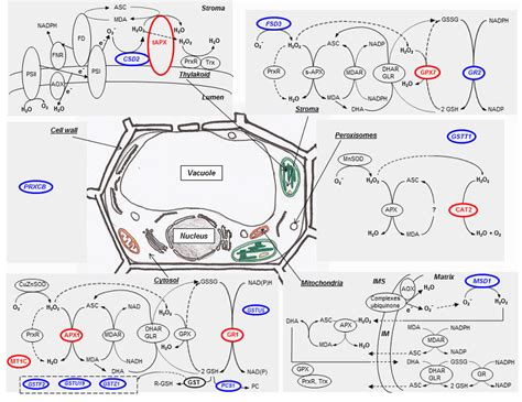 Figure From Antioxidant Responses Of Annelids Brassicaceae And