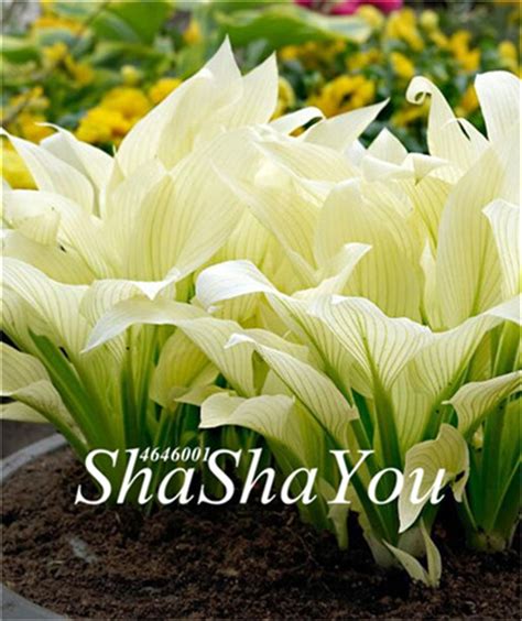 Pcs Mixed Hosta Perennial Lily Seeds Bestseedsonline Free