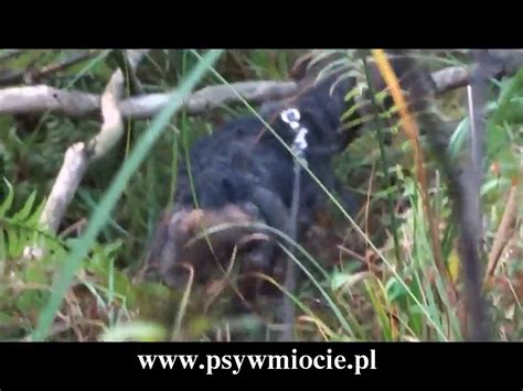 Polowanie Zbiorowe Na Dziki Z Psami Psy W Miocie Wild Boar Hunting