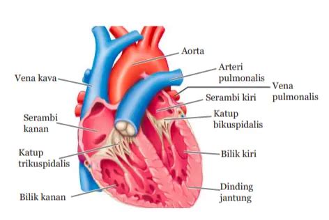 Mengenal Sistem Peredaran Darah Serta Organ Yang Bekerja Pada Manusia